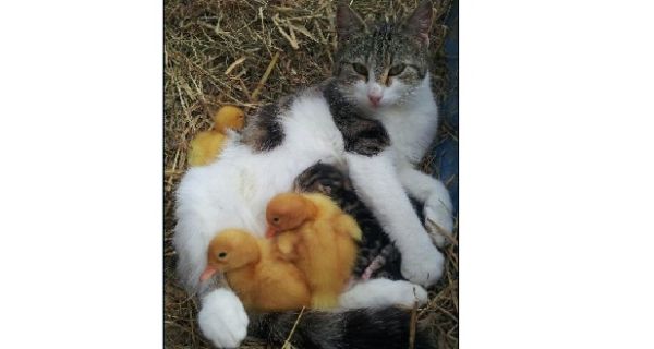 A cat in Co Offaly has opted to care for young duckling chicks alongside her own kittens.