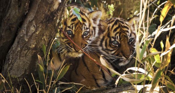 Tiger cubs in the wild. The WWF wants to double the number of wild tigers by 2022