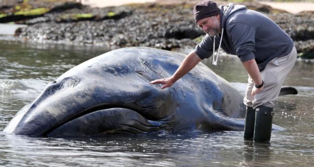 Ian Enlander, from the Irish Whale and Dolphin organisation, checks a rare nine metre long Sei whale which was discovered on a small beach in Waterfoot, Co Antrim.  It died from suffocation, an expert said. Photograph: Paul Faith/PA Wire
