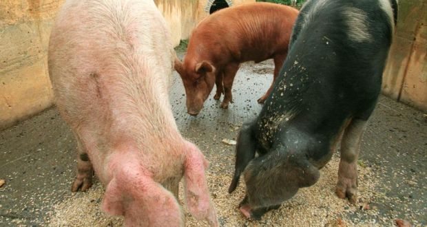Vietnam has opened its market to Irish pigmeat in a move which Minister for Agriculture Simon Coveney said would give pig producers “a vital foothold” in a key market. Photograph: Alan Betson/The Irish Times. 