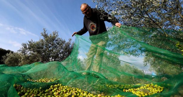 Failure around Europe: a farmer harvests olives this week in southern France; 40-60 per cent of the crop is likely to be lost. Photograph: Guillaume Horcajuelo/EPA