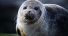 Seal the deal: marooned pup makes it back to Irish sea