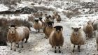 Sheep in the snow in the Glens of Antrim, as an orange weather alert is announced in Northern Ireland. Photograph: Niall Carson/PA.