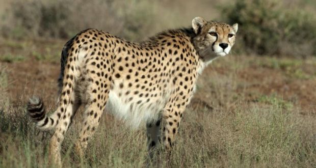 Resultado de imagem para asiatic cheetah