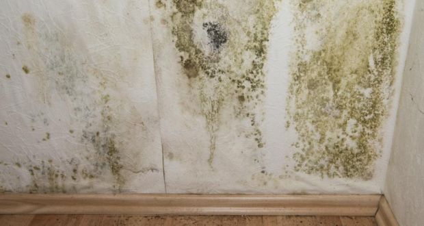 Mould growth in Council homes