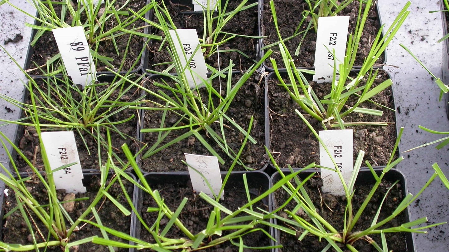 What is the life cycle of perennial ryegrass?