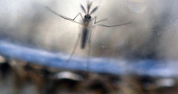 The Zika virus, which is spread primarily by mosquitoes, has been linked to thousands of birth defects in Brazil. File photograph: Marvin Recinos/AFP/Getty Images