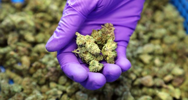 Buds of cannabis at a a medical marijuana dispensary in Oakland, California, US. Minister for Health Simon Harris has promised he will take action on the use of cannabis for medicinal purposes. File photograph: Jim Wilson/The New York Times