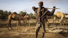 Molu Elema, who is 56, with his camels near North Horr in Marsabit, Kenya.  Photograph: Ed Ram/Concern Worldwide