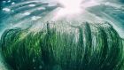 Coastwatch director Karin Dubsky suggested seagrasses should be subject to a ‘flora protection order’. Photograph: iStock