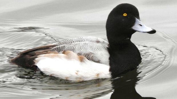 Scaup among the ducks at city centre pond.