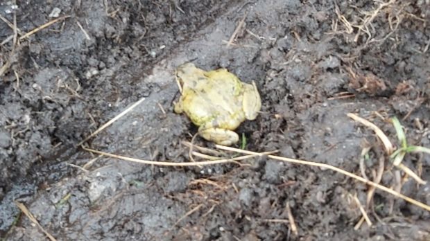 Female frog on the move in Wicklow.