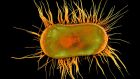 E.coli. Photograph: Getty