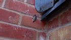 A Pipistrelle bat entangled in a False Widow Spider’s web. Photograph: Ben Waddams