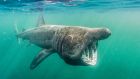 The second largest shark or fish in the world, basking sharks  can often can be seen in shallow coastal locations close to human activities.