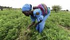 Working on a farm  in Senegal where farming practices have been adapted to take climate change into account. Photograph: Photograph: Seyllou/AFP