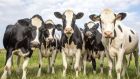 The move is necessary if Ireland is to meet demanding agricultural emission reduction targets for 2030, entrepreneur Michael Earls told Oireachtas committee. Photograph: iStock