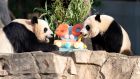 Giant pandas Mei Xiang, left and her cub Xiao Qi Ji eat a fruit cake in celebration of the Smithsonian’s National Zoo and Conservation Biology Institute’s 50 years of care of the enormously popular giant pandas in Washington. Photograph: Jose Luis Magana/AP