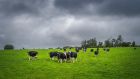 Cost crisis may cause unproductive cows to be culled early and sold before they are fully fattened due to high meal prices, Teagasc says. Photograph: iStock 