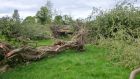 Felled mature hardwood trees including oak, ash, whithorn, holly and crab apple  were destroyed along with 1,200m of hedgerow vegetation at Ballickmoyler, Co Laois, in May 2021. Photograph: National Parks & Wildlife Service