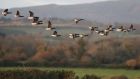 Brent Geese in flight at the Kilcoole Marshes, Wicklow. ‘We have a lot to be grateful for within our natural environment and this gratitude should propel action to help preserve and sustain these ecosystems.’ Photograph: Nick Bradshaw