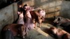 Pigs on a farm in the Zhulin village of Jiaxing. Photograph: Reuters