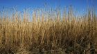 Miscanthus, or elephant grass, is one of a new generation of renewable crops that can be converted into renewable energy by being burned in biomass power stations. Photograph: Frank Miller 