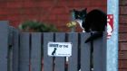 A cat perches on a fence outside a house where a 14-year-old girl was found dead amid a pack of aggressive dogs in Wigan, northern England. Photograph: Phil Noble/Reuters 