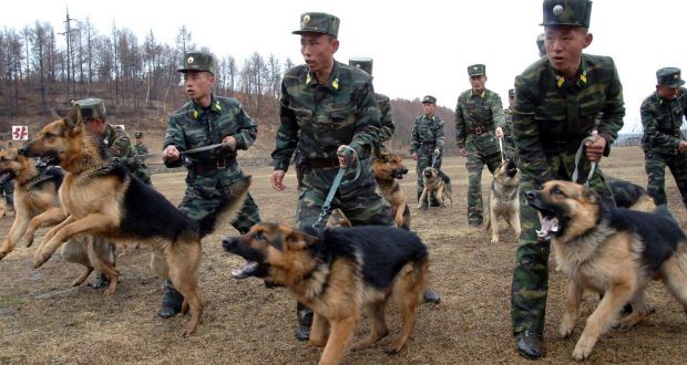 North Korean soldiers with military dogs take part in drills in an unknown location in this unauthenticated picture taken last week and released by North Korea's official KCNA news agency. REUTERS/KCNA RS