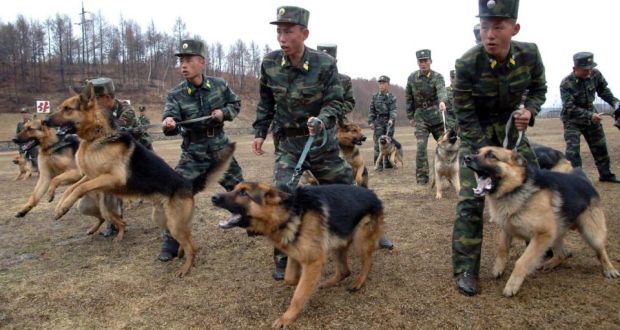 North Korean soldiers with military dogs take part in drills in an unknown location in this unauthenticated picture released by North Korea's official KCNA news agency. Photograph: REUTERS/KCNA RS