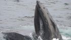 Humpback whale lunge feeding - photo by Conor Ryan of the IWDG (Irish Whale and Dolphin Group).