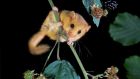 Dormice have only recently been recorded in Ireland, this one was pictured in Co Kildare by Hugh Clark.