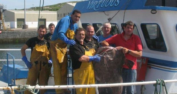 The 40 kg monkfish landed into Rossaveal, Co Galway, by Declan Clinton and crew of the fishing vessel Virtuous earlier this week. Photograph: Siubhan Ní Churraidhín