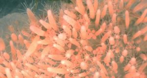The hydractinia echinatais a relative of jellyfish and sea anemones