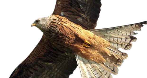 Red Kite: Several kites have been fitted with solar-powered satellite tags that relay the position of the birds up to six times a day.