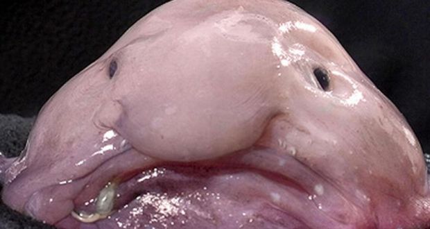 Image result for blob fish