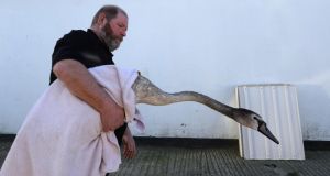 A swan, one of three rescued from the Stardust Memorial Park, is taken for a bath by the DSPCA’s PJ Doyle. Photograph: Cyril Byrne/The Irish Times 