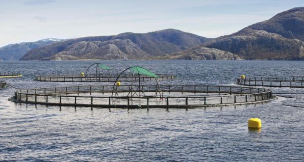  Fish farm with round cages for salmon growing. Marine Harvest says it halted harvesting of salmon in January and February “in an effort to grow the fish”. 