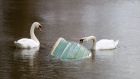 Swans with a submerged boat on the flooded banks of the River Thames in Chertsey, Surrey, yesterday. Photograph: Steve Parsons/PA Wire
