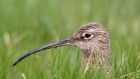 A curlew sits on its nest in the tall grass of the Shannon Callows. Photograph:  Mike Brown