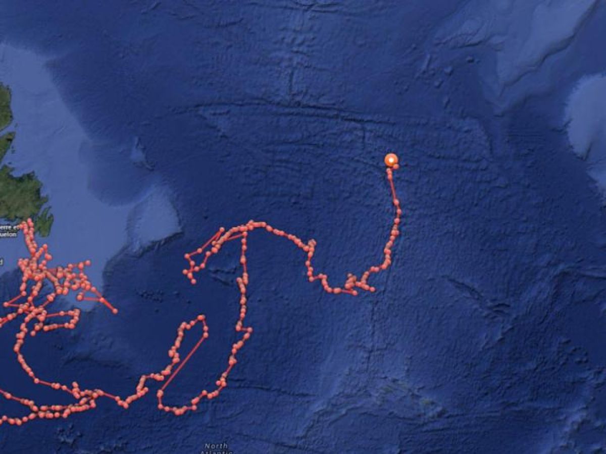 Great white shark tracked 1,200kms off coast