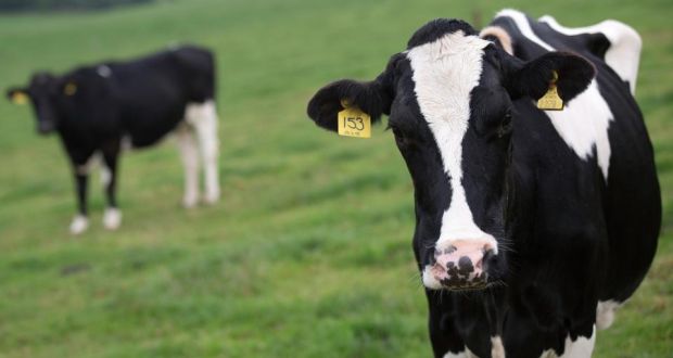 Ireland’s agriculture industry accounts for 32 per cent of the country’s greenhouse emissions, the highest in the European Union. The EU average is about 9 per cent. Photograph: Simon Dawson/Bloomberg