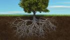 Tree and root irish roots image for monday tom page