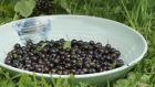  Blackcurrants waiting to be made into jams, ice cream, cassis and cordial. Photograph: Richard Johnston