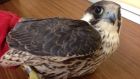 Injured peregrine falcon with ring on leg which showed it was  young and on one of its first flights. Photograph: Peter Murphy,