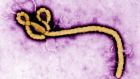 Undated US Centers for Disease Control and Prevention photo of the ebola virus. Photograph: Frederick Murphy/CDC/PA Wire