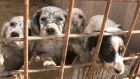 File photograph of dogs on a puppy farm. Photograph: Kennel Club /PA Wire
