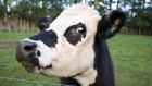 A cow on a farm near Auckland, New Zealand. Fonterra, the world’s leading exporter of dairy products, is rebuilding its brand presence in China after a product recall. Photograph: Reuters/Nigel Marple