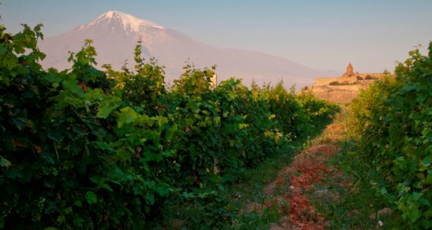Ararat mountain and vineyards