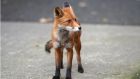 Dún Laoghaire-Rathdown County Council has decided to contact the National Parks and Wildlife Service over the urban fox “problem” in the area. Photographer: Dara Mac Dónaill /The Irish Times